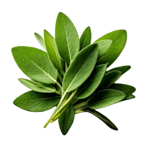 Fresh Sage