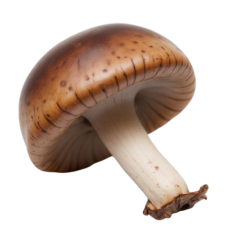 Mushrooms