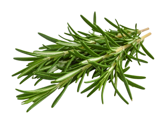 Rosemary